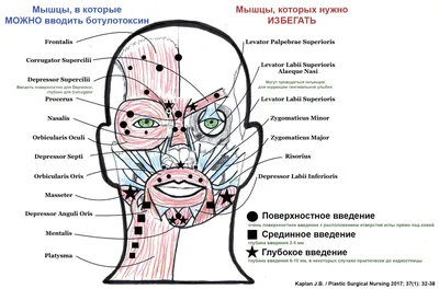 Мышцы лица | Массаж.ру