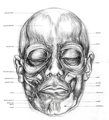 Анатомия лица рисунок - 78 фото