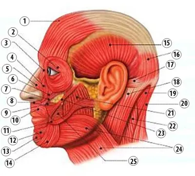 Лицо KT : нормальная анатомия | e-Anatomy