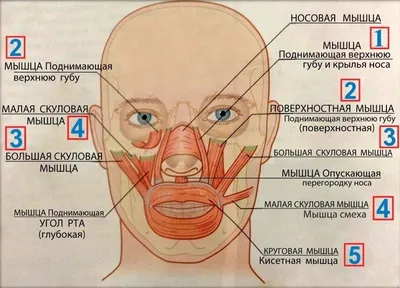 Анатомия мышц лица и тела - постер (ID#1598319366), цена: 31 ₴, купить на  