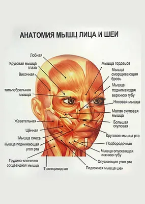 Анатомия мышц лица и шеи: мышцы лица, их функции, фото, изменения |  Художественная анатомия, Анатомия, Лицо