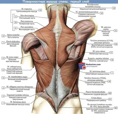 МЫШЦЫ СПИНЫ | Gym online - бодибилдинг портал | Мышцы спины, Мышцы, Анатомия