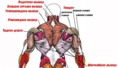 Анатомия. Поверхностные мышцы спины