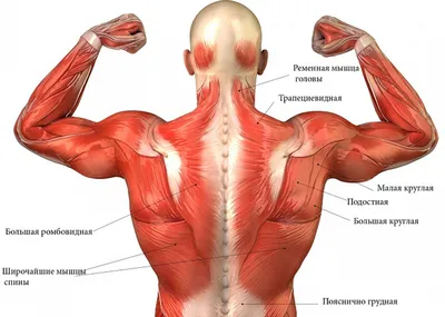 Мышцы спины : | Мышцы, Тренировки, Мышцы спины
