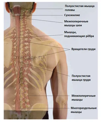 Мышцы спины | 