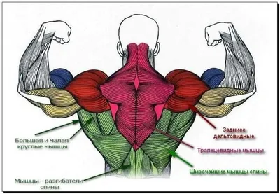 Мышцы спины: анатомия. Интересно и познавательно об анатомии спины