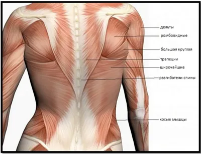 Глубокие мышцы спины: основа мускулатуры, описание, строение, функции,  расположение в теле