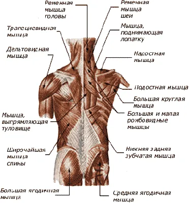 Поперечно-остистая мышца спины: пальпация и упражнения | Массаж.ру