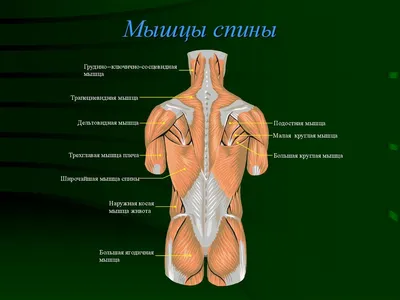 Анатомия. Поверхностные мышцы спины
