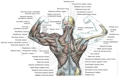 Упражнения для мышц спины - блог магазин спортивного питания 