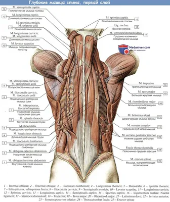 Мышцы спины / Back muscles - YouTube