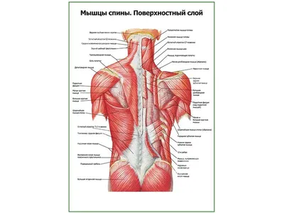 ШИРОЧАЙШАЯ МЫШЦА СПИНЫ [АНАТОМИЯ, УПРАЖНЕНИЯ] | Самая широкая мышца |  Библиотека тренера