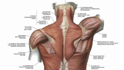 Анатомия мышц спины | Мышцы спины, Мышцы, Анатомия