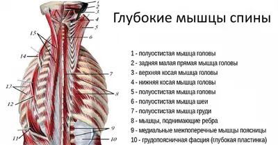 Анатомия мышц спины