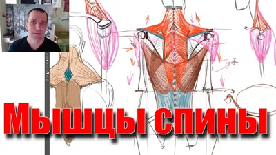 Мышцы спины - А. Рыжкин - YouTube