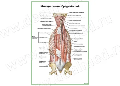 Анатомия и строение мышц спины + топ лучших упражнений