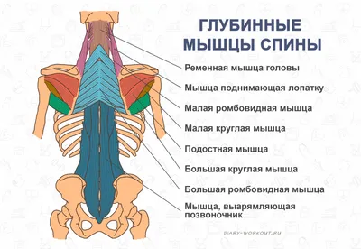 Мышцы спины