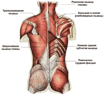 Как накачать мышцы спины | Михаил Ивочкин | Дзен