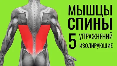 Биомеханика мышц спины. Часть 1 | Fitness Life | Дзен