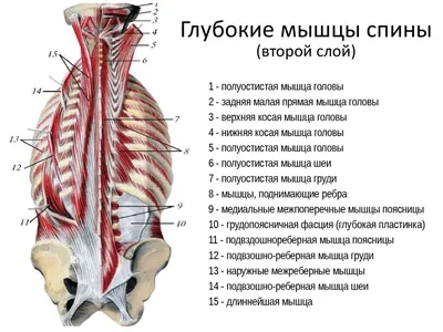 7 видов подтягиваний для широкой и мощной спины - Лайфхакер