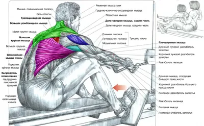 Глубокие мышцы спины | Мышцы, Мышцы спины, Учащиеся медучилища