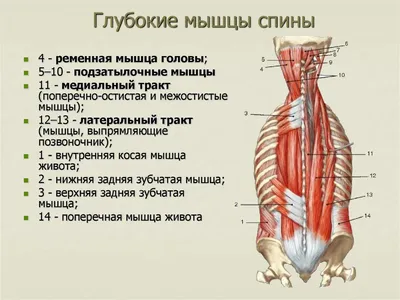 Мышцы спины в 3D. Анатомия спины человека. Обучение анатомии - YouTube