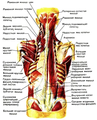 Биомеханика мышц спины. Часть 1 | Fitness Life | Дзен