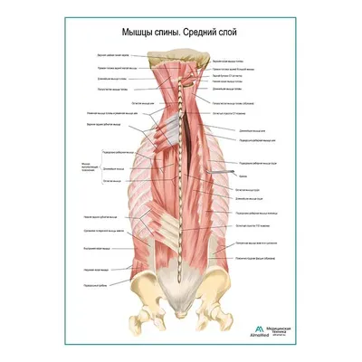 Мышцы спины. Разгибание позвоночника. Анатомия и упражнения