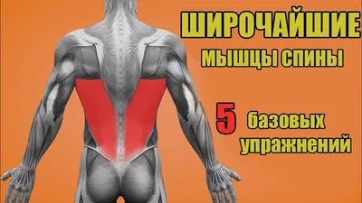 Упражнения на спину: как накачать мышцы спины в домашних условиях и в  тренажерном зале