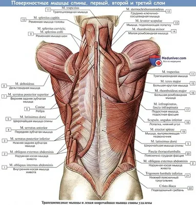 Анатомия мышц спины | Артём Романов | Дзен