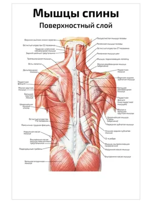 Квинг Мышцы спины поверхностный слой медицинский плакат 45х61см