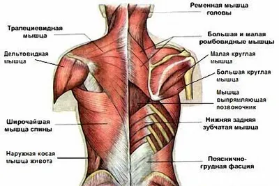 Главные составляющие тренировки для здоровья спины | Студия Активного  Здоровья 50+ | Дзен