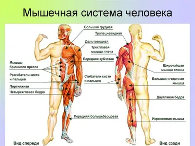 Мышцы тела. Мышцы тела человека (вид спереди) - постер (ID#1601941087),  цена: 31 ₴, купить на 