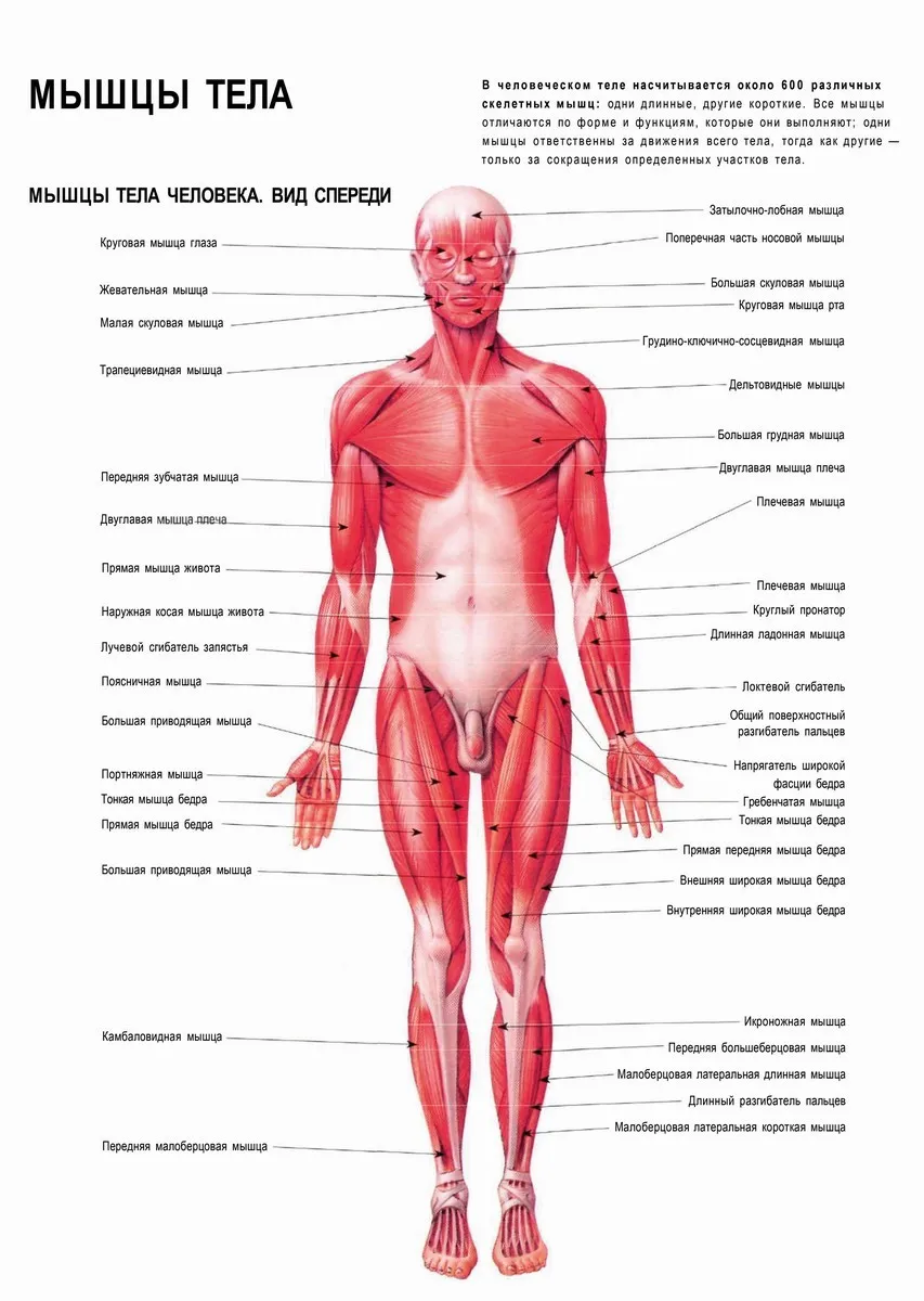 Название организма человека. Мышцы тела человека. Части тела человека названия. Анатомические части тела. Анатомия название частей тела.