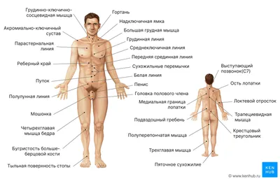 МЫШЦЫ | Энциклопедия Кругосвет