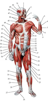 Мышцы тела человека 54 картинки