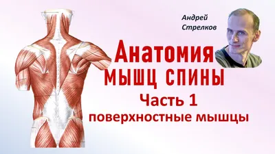 Макет "Тело человека, мышцы, внутренние органы", разборный 78см -  РусЭкспресс