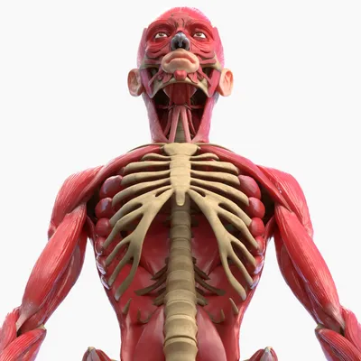 Схема Передние Мышцы Тела Человека — стоковая векторная графика и другие  изображения на тему Мышца - Мышца, Порядок, Биология - iStock