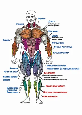 Мышцы человека: анатомия, строение, функции – Российский учебник