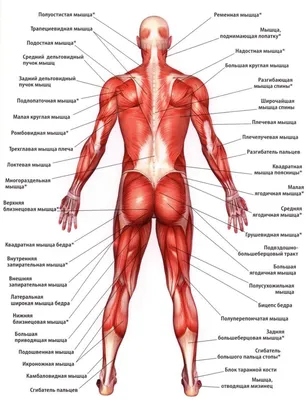 Мышцы человека: классификация, строение, функции — Мария Семочкина на  