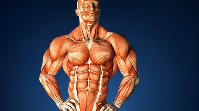 Мышцы человека: из чего состоят и какую работу выполняют? | Начни с  тренировки | Дзен