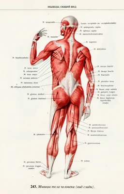 Скелетный мышцы тела | Красота. Танцы. Спорт. Новости | Дзен