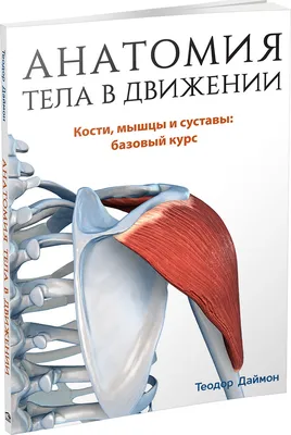 Виды и строение мышц человека. | Займись собой ! | Дзен