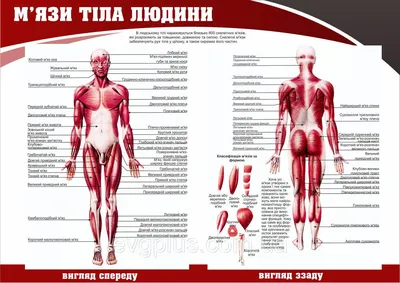 Купить 30 см Смола Мужское человеческое тело Мышцы Статуя Скульптура  Анатомическая анатомия человека Скелет Медицинский художник Инструменты для  рисования Поставки | Joom