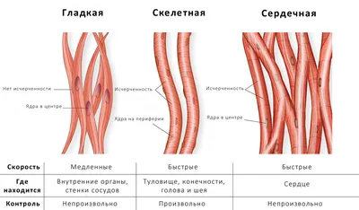 Купить постер (плакат) Мышцы тела на стену для интерьера