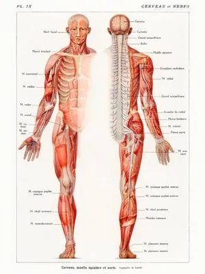 Скульптура мышц человеческого тела 30 см, каучуковая, анатомическая  анатомический скелет, инструменты для рисования | AliExpress