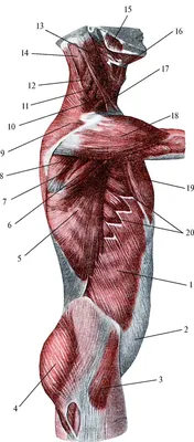 Человек мышечного тела описания диаграммы мышц Иллюстрация вектора -  иллюстрации насчитывающей прифронтово, человек: 90796905