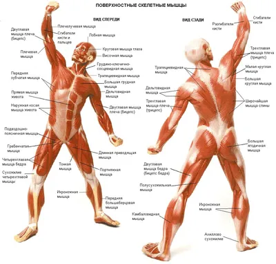 Мышцы тела человека (вид спереди)
