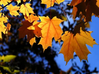 Жёлтые кленовые листья еще не опавшие с дерева — Картинки на аву