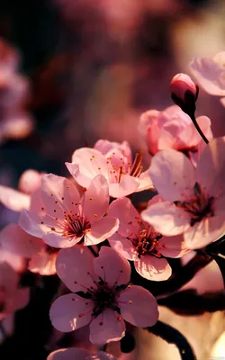Пин от пользователя Free на доске картинки на аву | Красивые цветы, Пионы,  Цветочные букеты